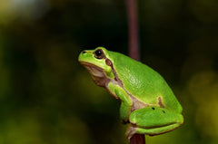 Frosch aus Recycling Metall. Dekoration für Haus und Garten.