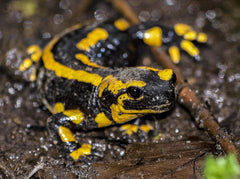 Feuersalamander aus Recycling Metall für Haus und Garten. Salamander zur Dekoration für Haus und Garten.