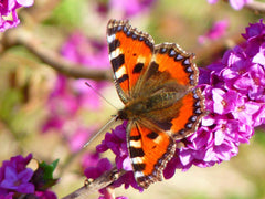 Kleiner Fuchs Schmetterling aus Recycling Metall. Dekoration für Haus und Garten.